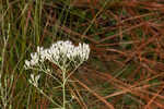 Hyssopleaf thoroughwort